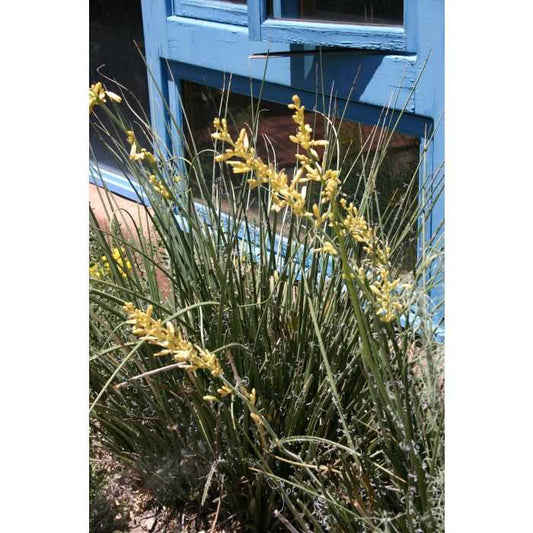 YELLOW YUCCA 5gal