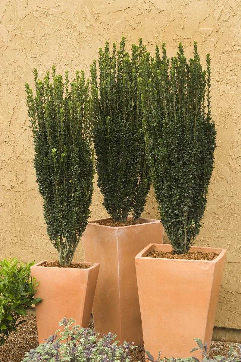 SKY PENCIL HOLLY 3gal