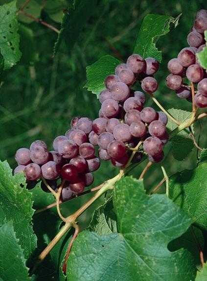 CATAWBA GRAPE 1gal