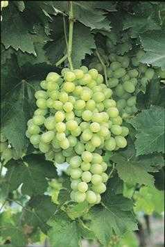THOMPSON SEEDLESS GRAPE 1gal