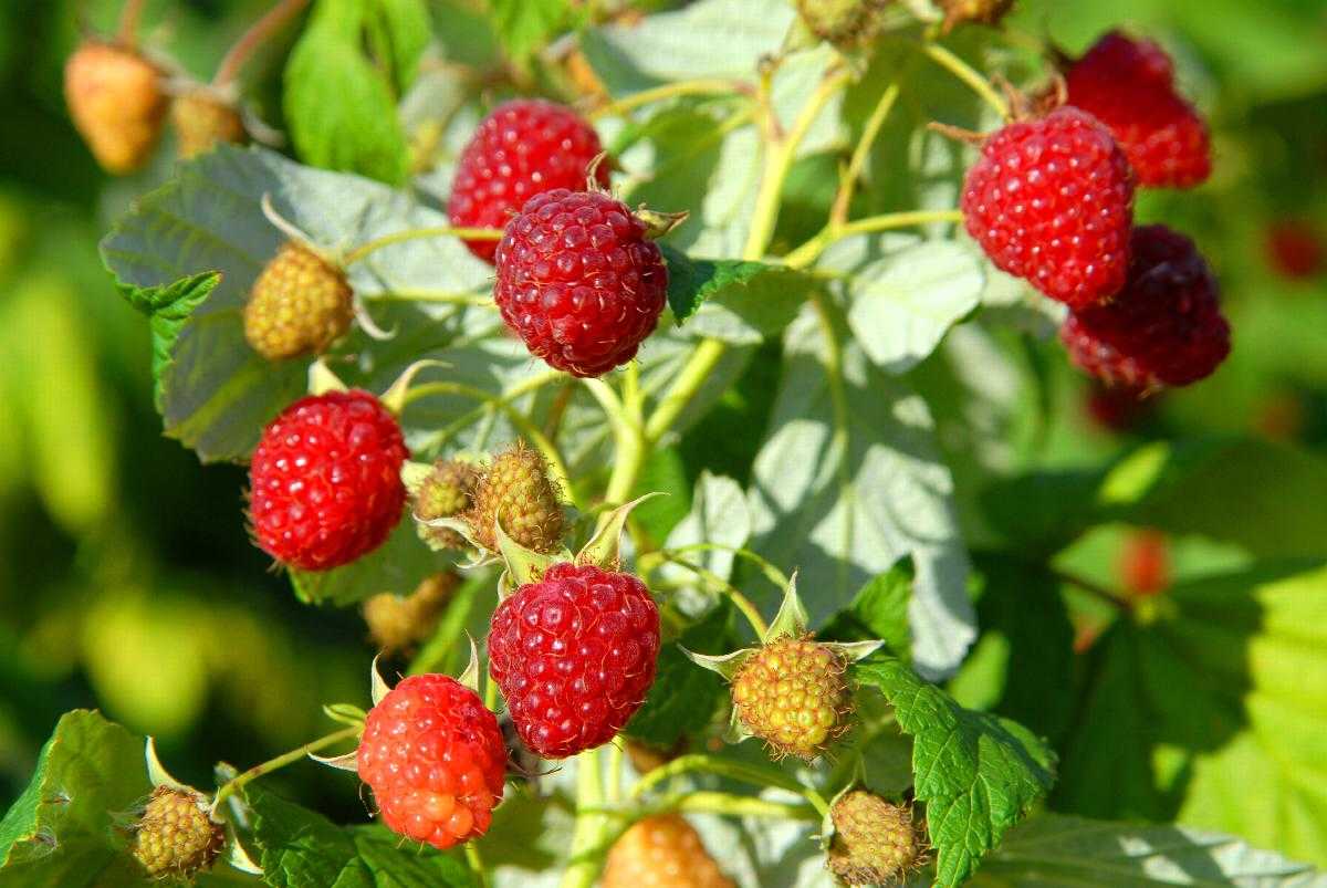 HERITAGE RASPBERRY 1gal