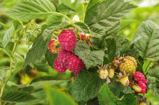 WILLAMETTE RASPBERRY 1gal