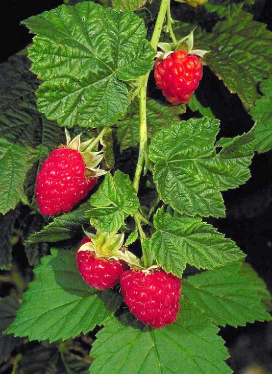 CANBY RED RASPBERRY 1gal