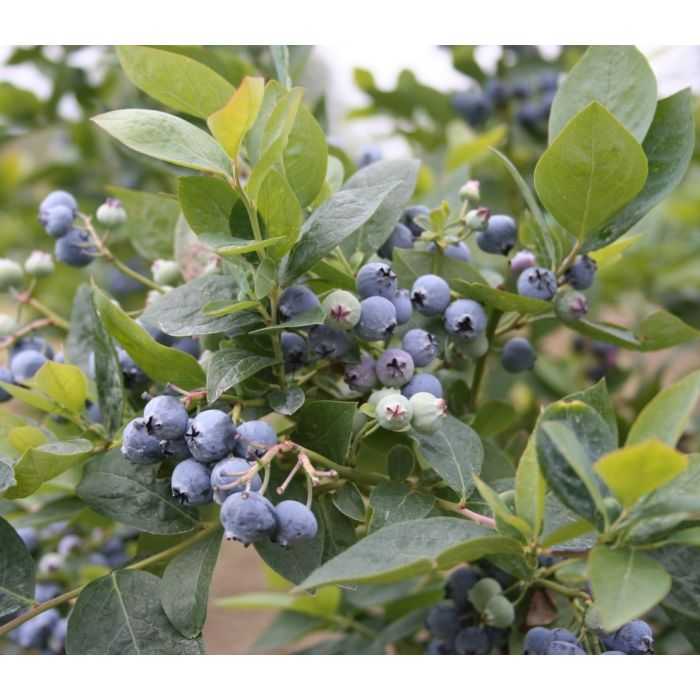 JUBILEE MIDSEASON BLUEBERRY 1gal