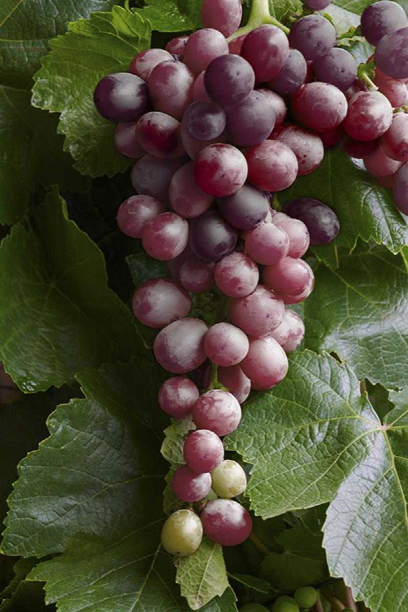 grape ZESTFUL LOLLIPOP GRAPE 1gal – Watters Garden Center