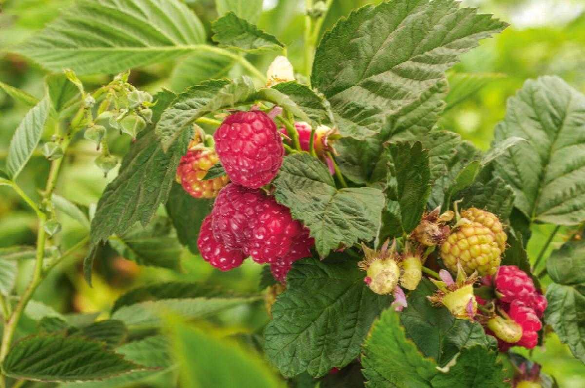 WILLAMETTE RASPBERRY 2gal