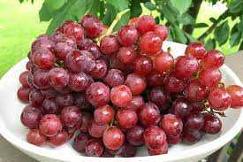 FLAME SEEDLESS GRAPE 1gal