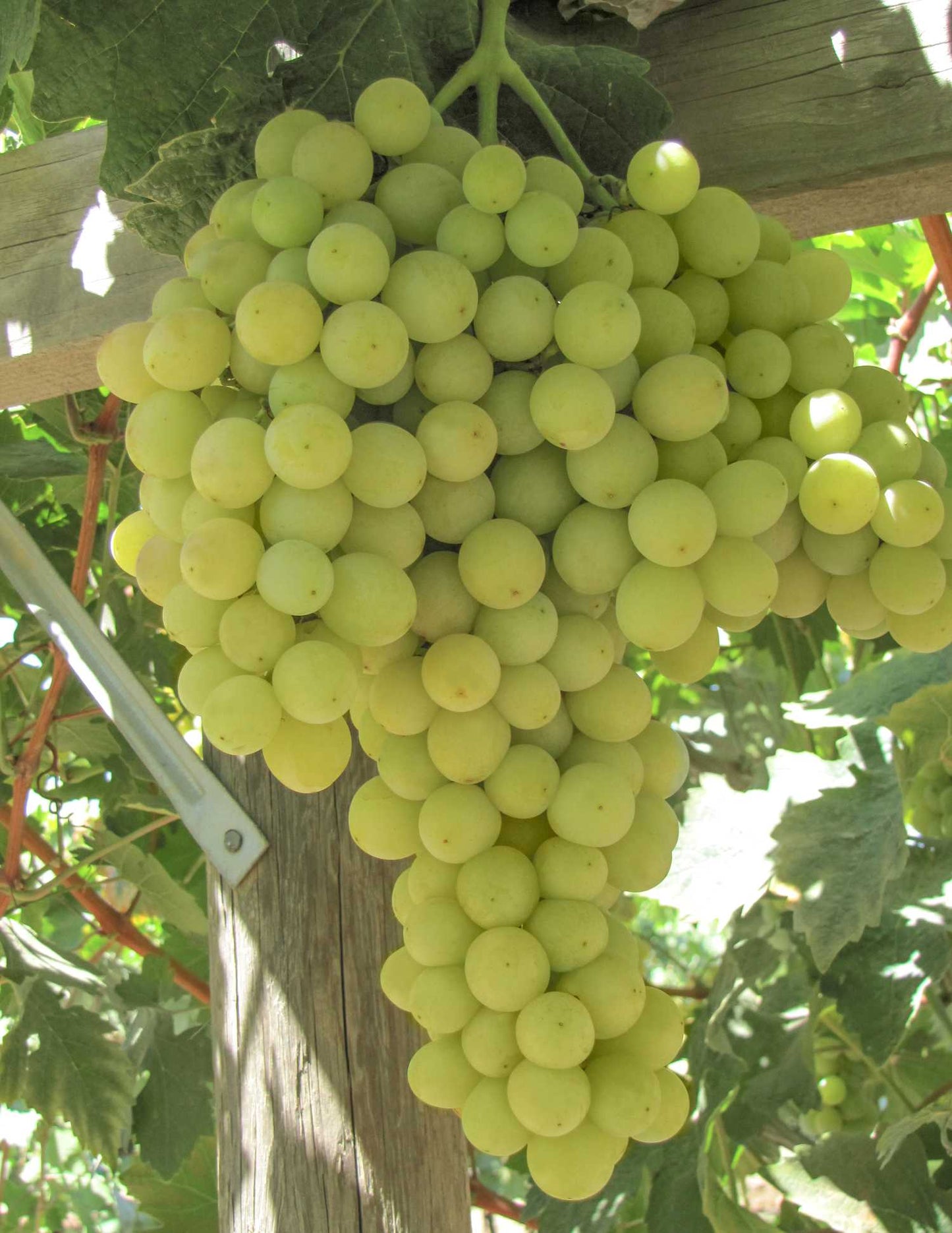 ZESTFUL GOLDEN CHALICE GRAPE 1gal