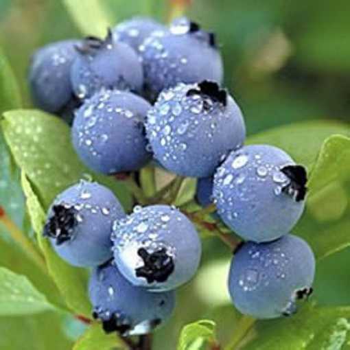 LEGACY BLUEBERRY 6gal