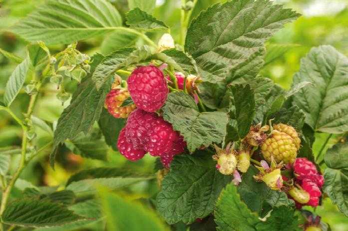 WILLAMETTE RASPBERRY 6gal
