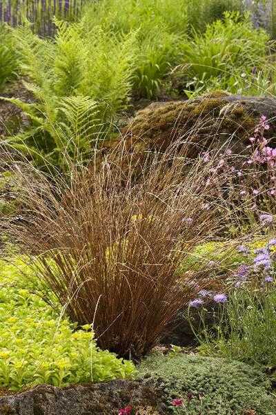FOX RED CURLY SEDGE 2gal