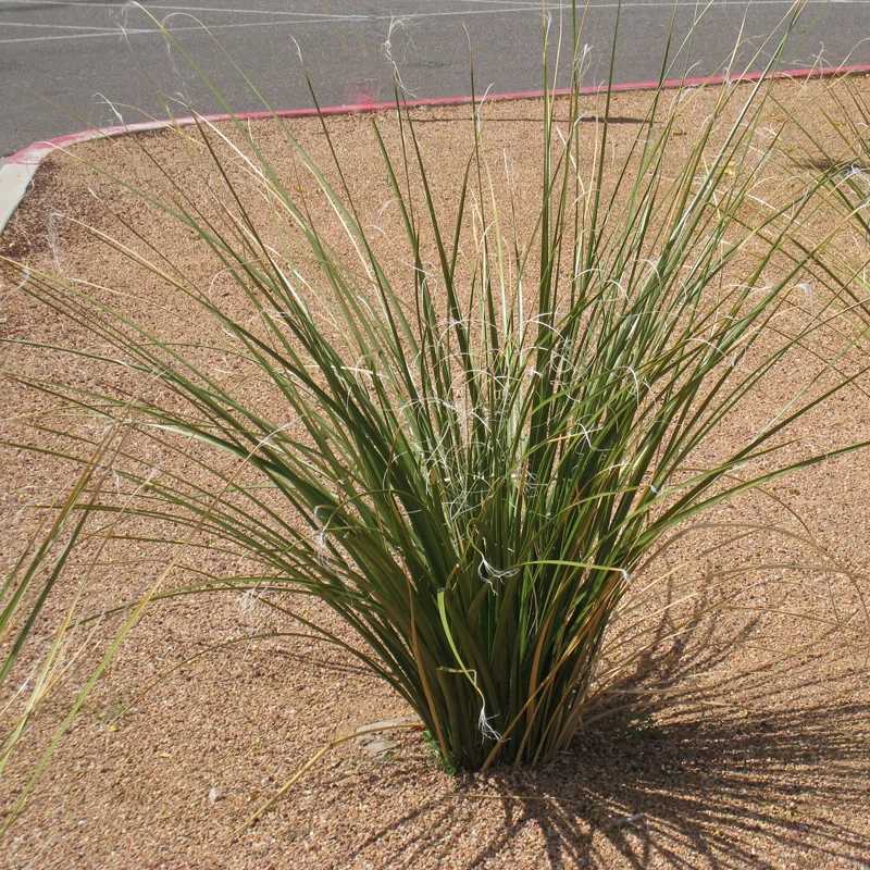 BEAR GRASS 1gal