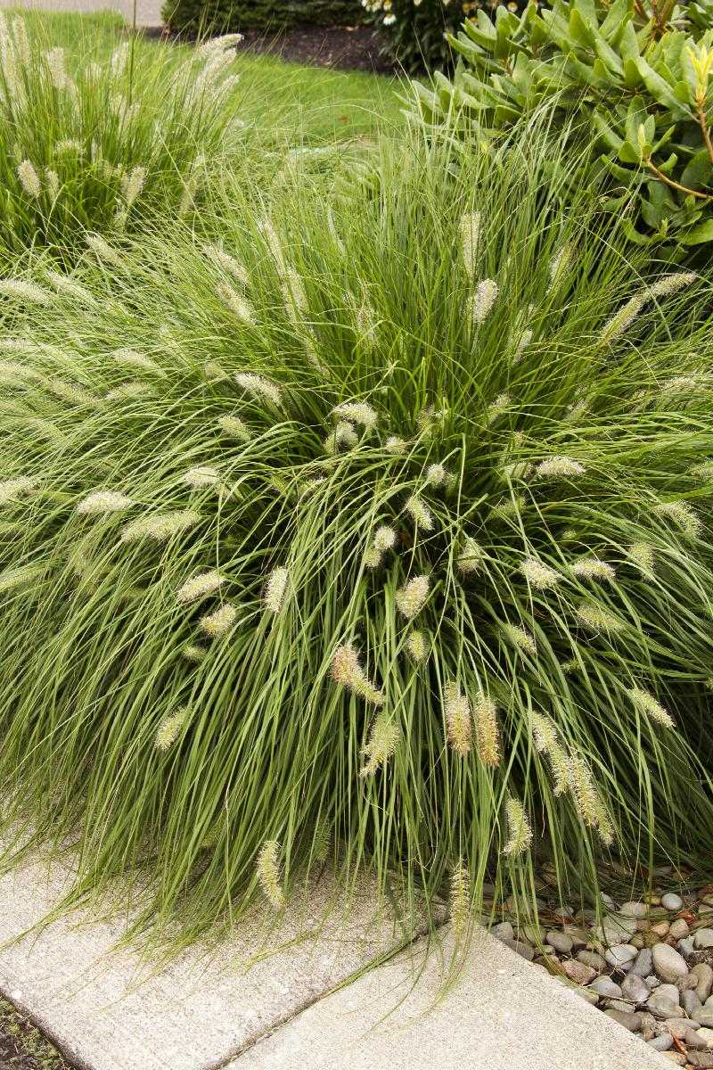 DWARF FOUNTAIN GRASS 1gal