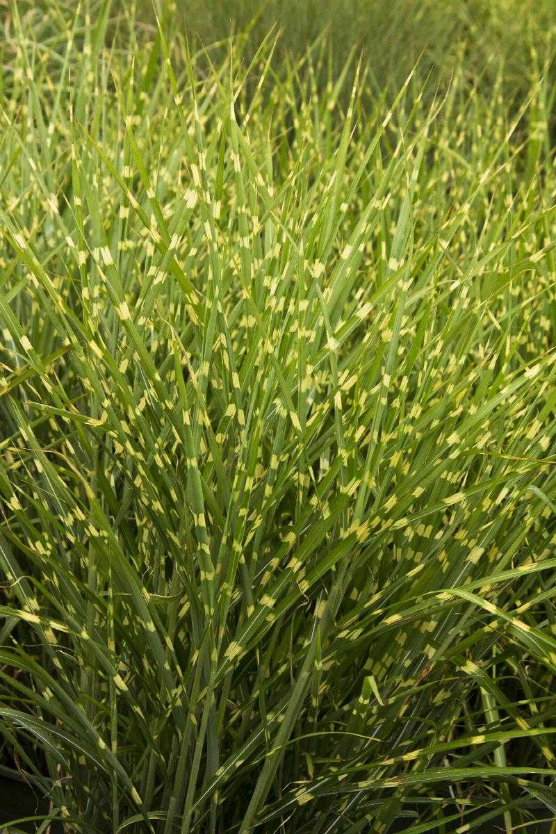 PORCUPINE GRASS 1gal