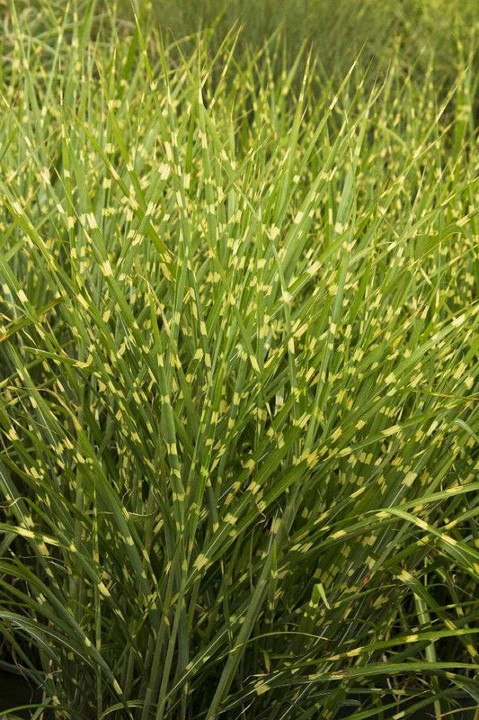 PORCUPINE GRASS 1gal