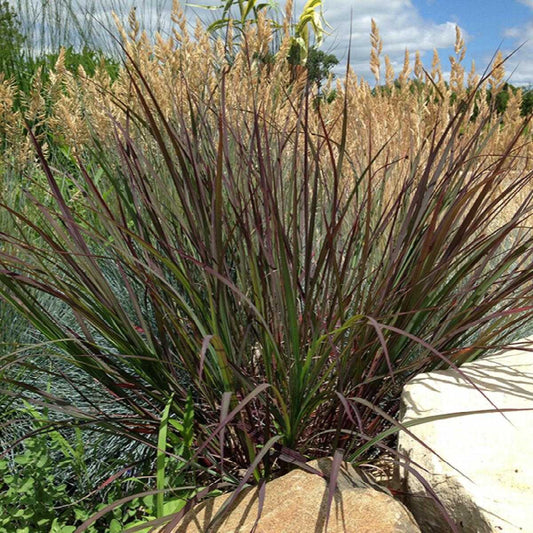 BLACKHAWKS BLUESTEM GRASS 2gal