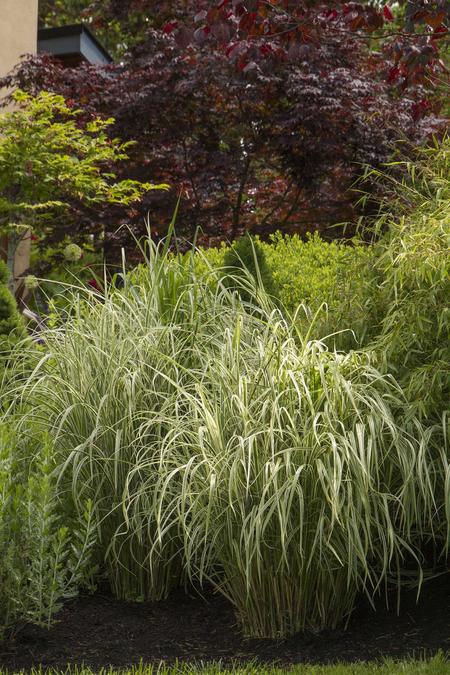CABARET JAPANESE SILVER GRASS 2gal