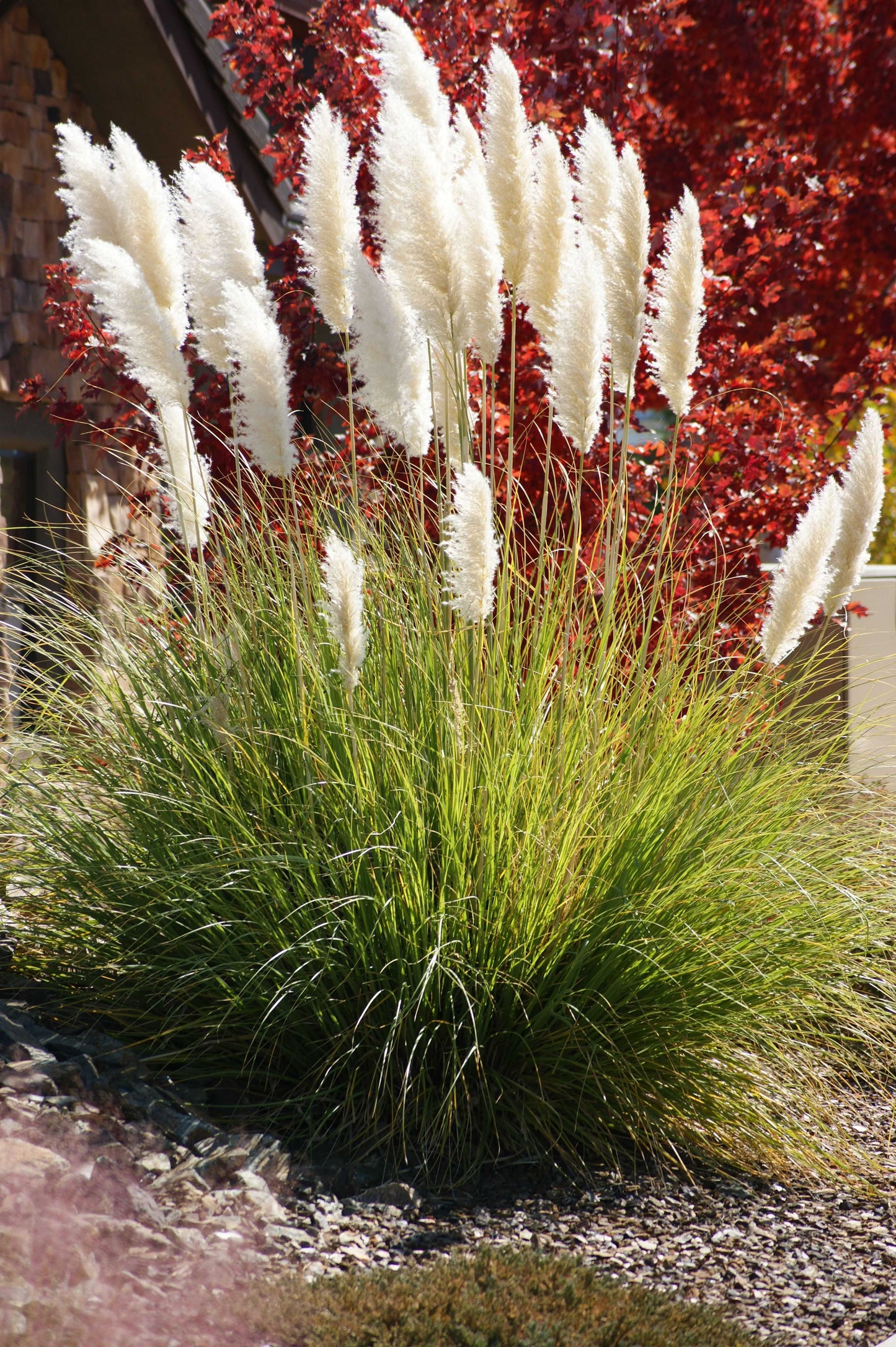 IVORY FEATHERS PAMPAS GRASS 2gal