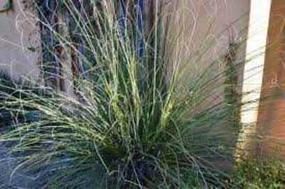 BEAR GRASS 3/5gal