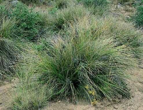BEAR GRASS 3/5gal