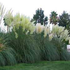 IVORY FEATHERS PAMPAS GRASS 5gal