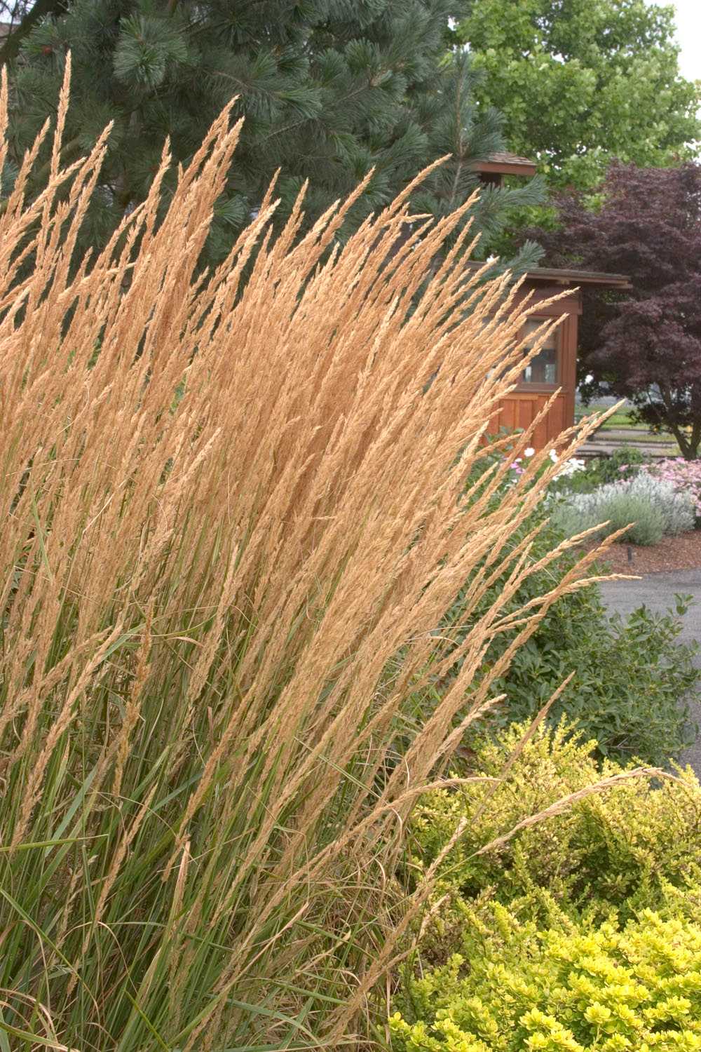 KARL FOERSTER GRASS 5gal