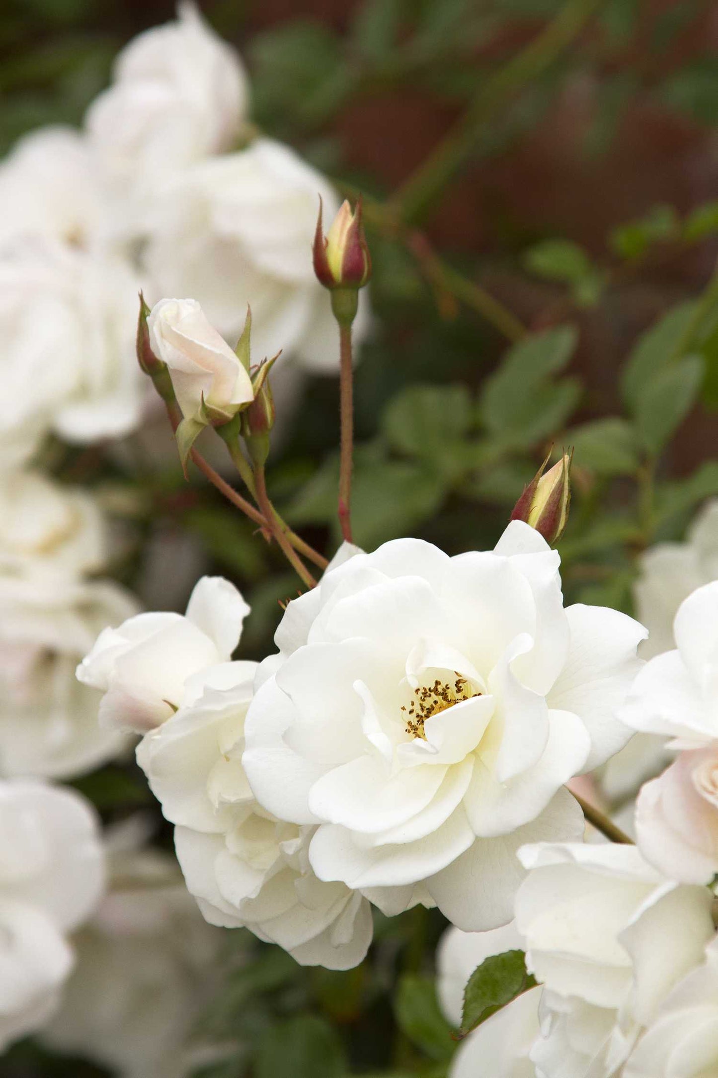 ICEBERG CLIMBING ROSE 2gal