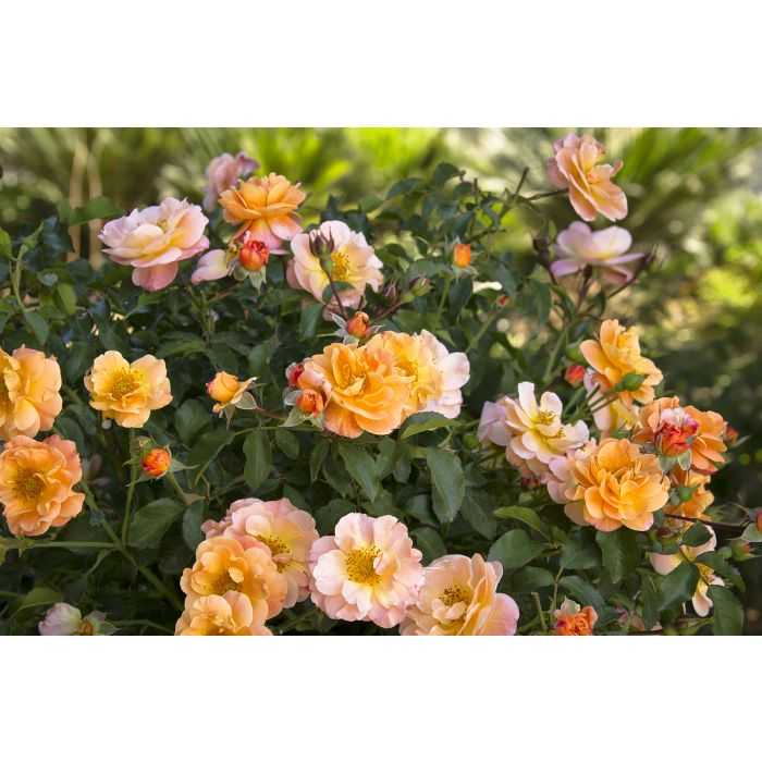 AMBER CARPET ROSE 2gal