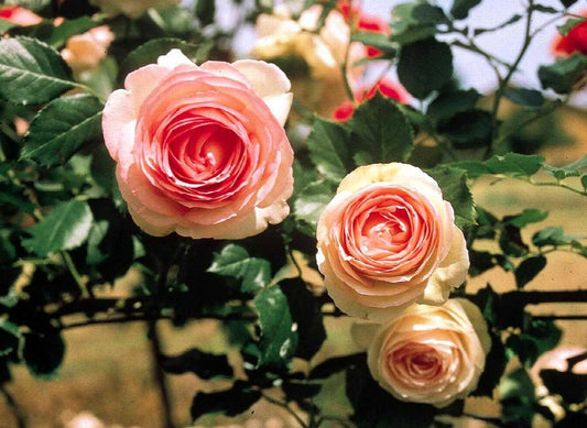 EDEN CLIMBING ROSE 2gal