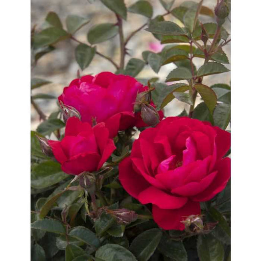 GRACE N GRIT PINK ROSE 2gal