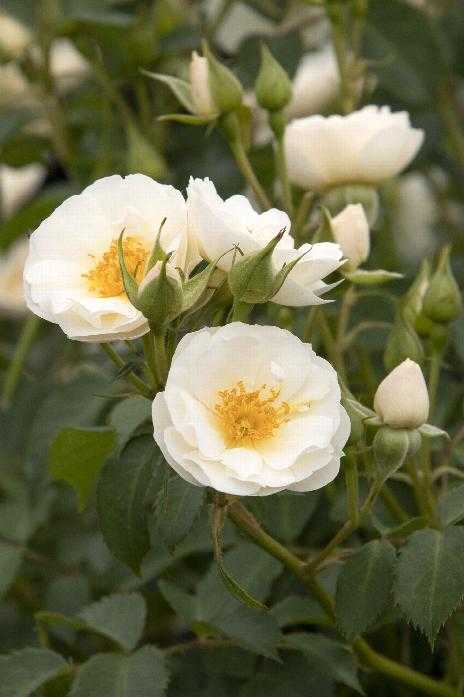NITTY GRITTY WHITE ROSE 2gal