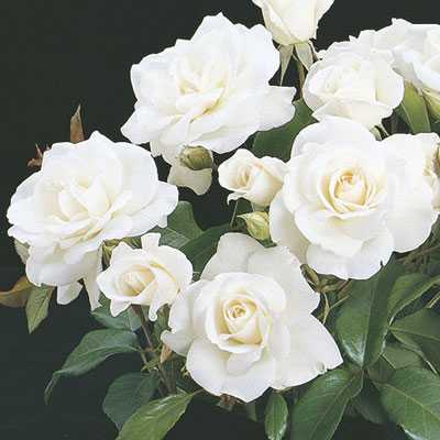 ICEBERG CLIMBING ROSE 2gal