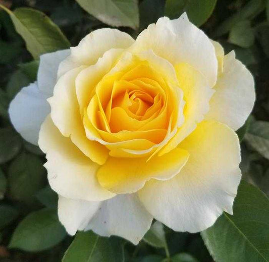 QUEST FOR ZEST ROSE 5gal