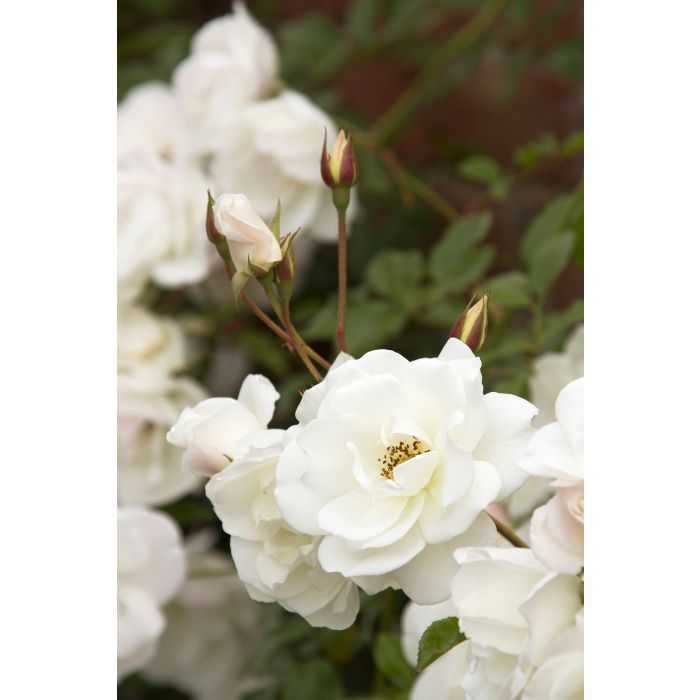 ICEBERG CLIMBING ROSE 2gal