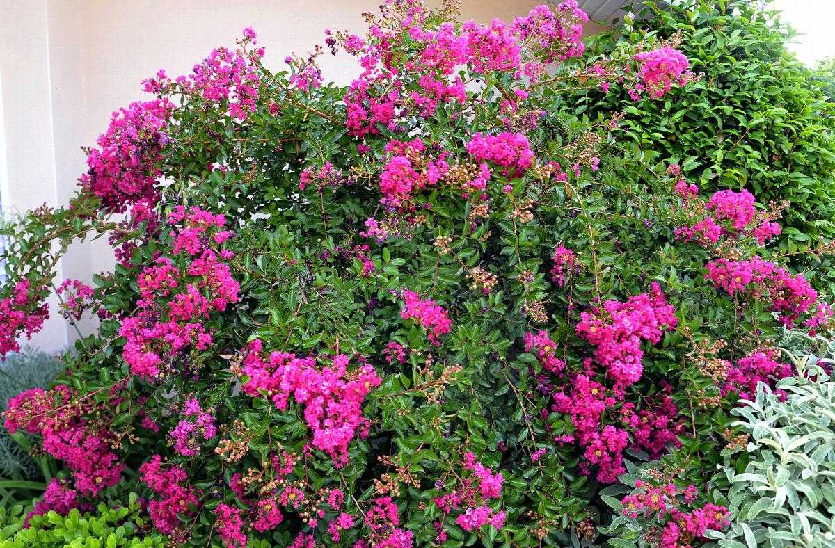 MIMIE FUCHSIA CRAPE MYRTLE PATIO TREE 5gal