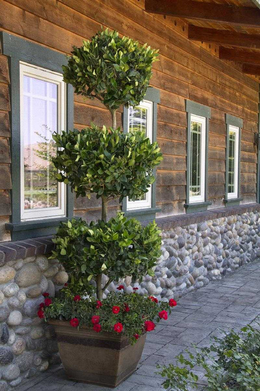 CONE PRIVET TOPIARY 5gal