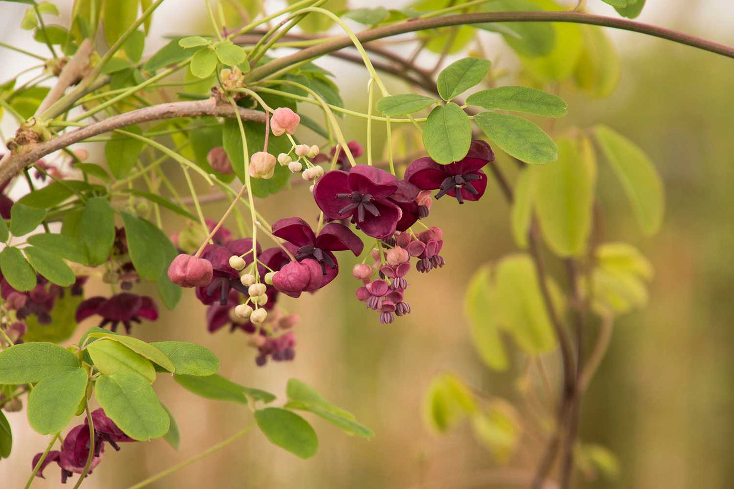 AKEBIA QUINATA 1gal