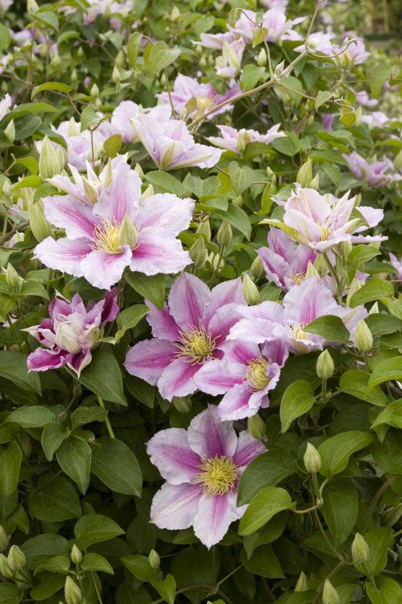 PIILU CLEMATIS 2gal
