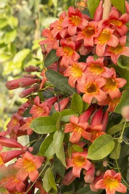 TANGERINE CROSSVINE 1gal