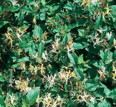 GOLDFLAME HONEYSUCKLE 1gal