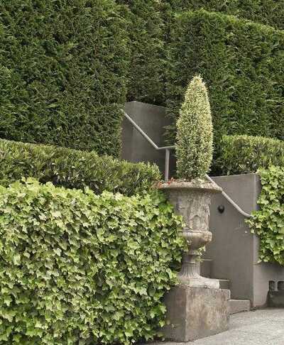 ENGLISH IVY 2gal STAKED