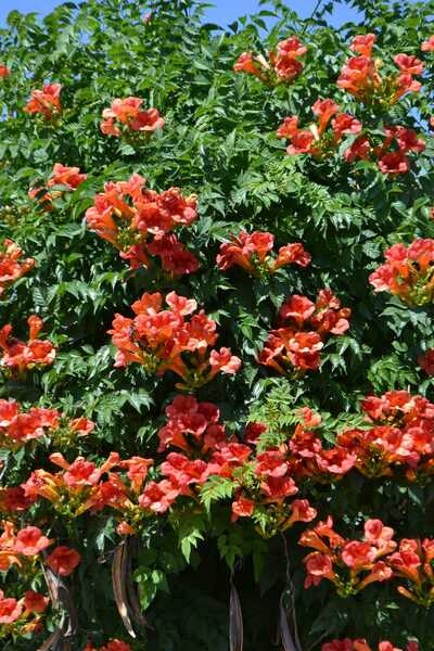BALBOA SUNSET TRUMPET VINE 5gal