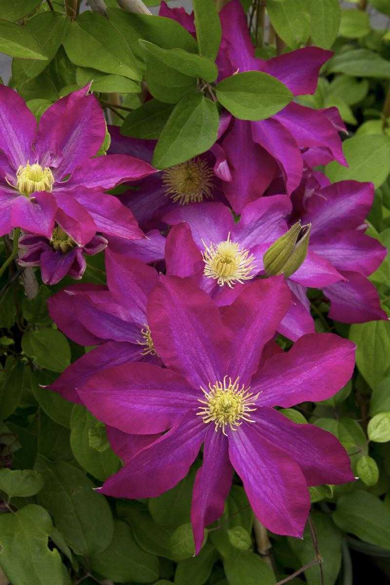 PINK CHAMPAGNE CLEMATIS 2gal