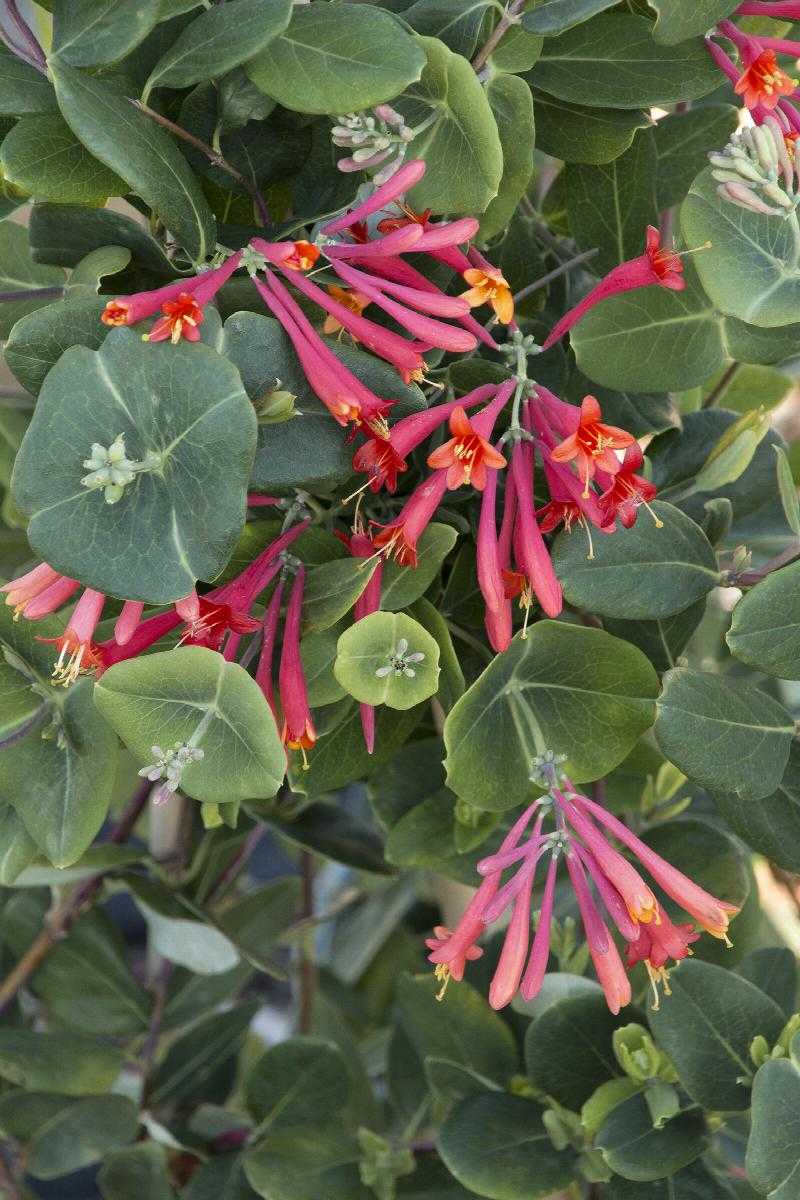 MAJOR WHEELER HONEYSUCKLE 2gal