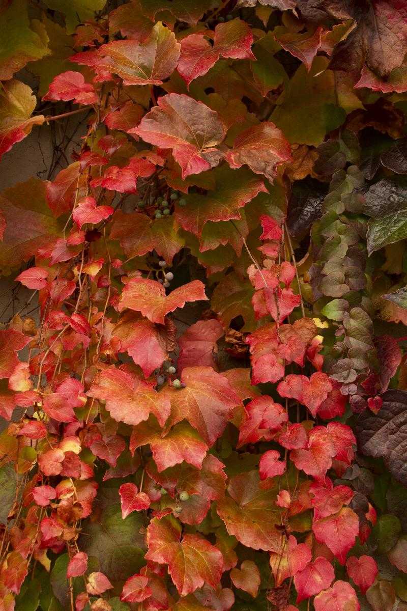 BOSTON IVY 1gal