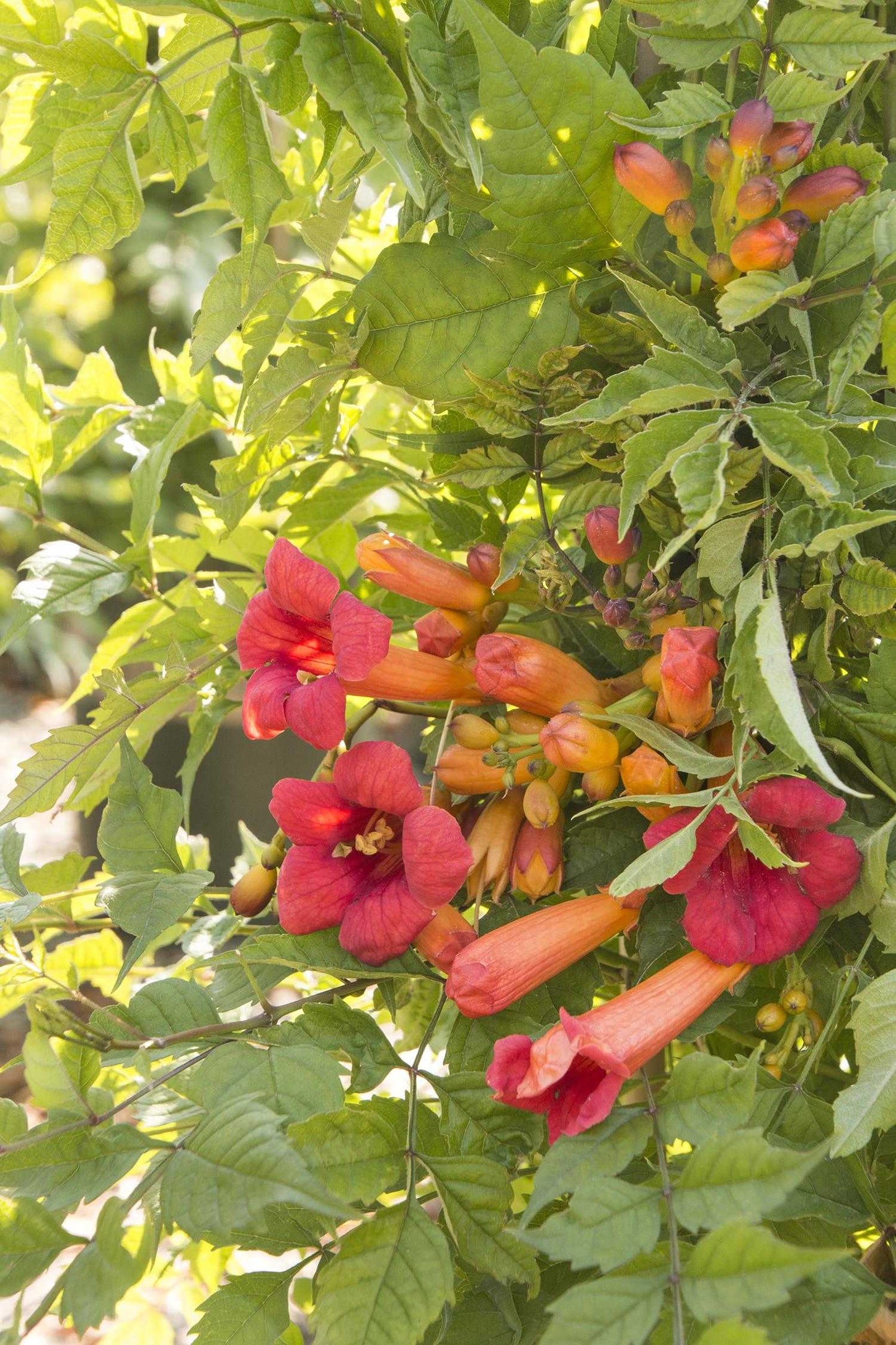 BALBOA SUNSET TRUMPET VINE 5gal