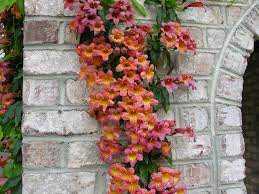 TANGERINE CROSSVINE 1gal