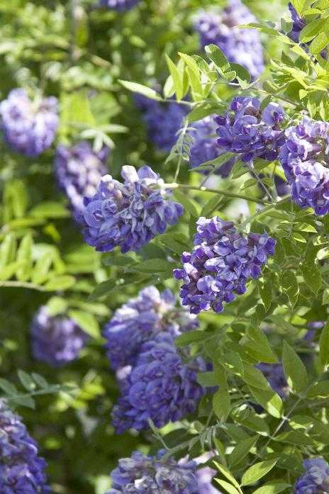 AMETHYST FALLS WISTERIA 6gal