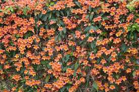 TANGERINE CROSSVINE 1gal