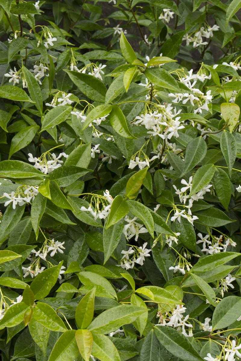 STAR JASMINE 1gal